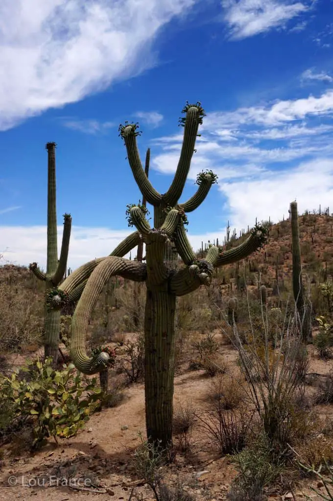 A saguaro cactus on a journey of America's national parks