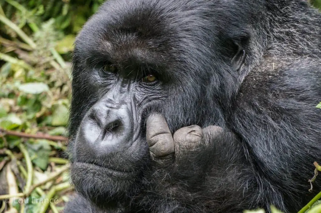 Mountain gorillas are very special creatures but just how difficult is Gorilla Trekking in Rwanda