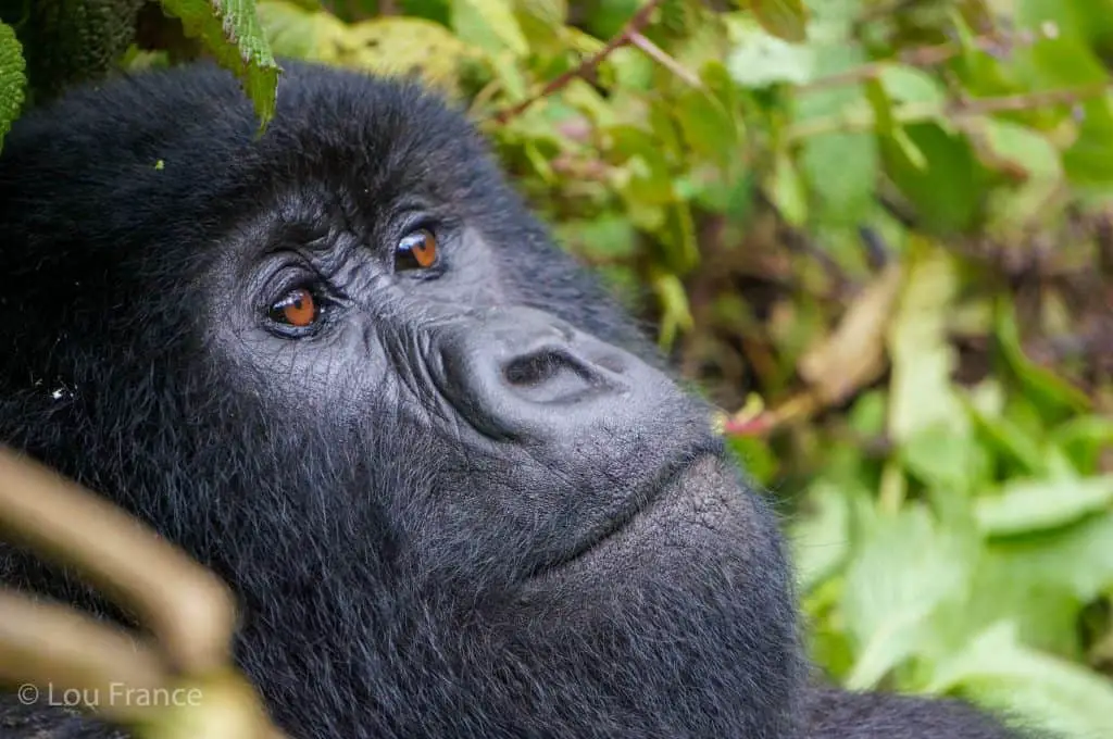 Gorilla close up but how difficult is it to trek with Gorilla in Rwanda?