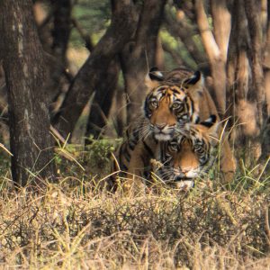 Two tiger cubs on a Ranthambore tiger safari