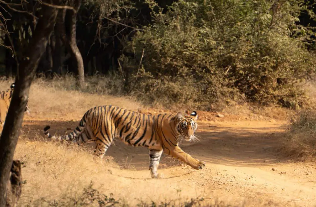 A tiger safari is a magical Indian experience 